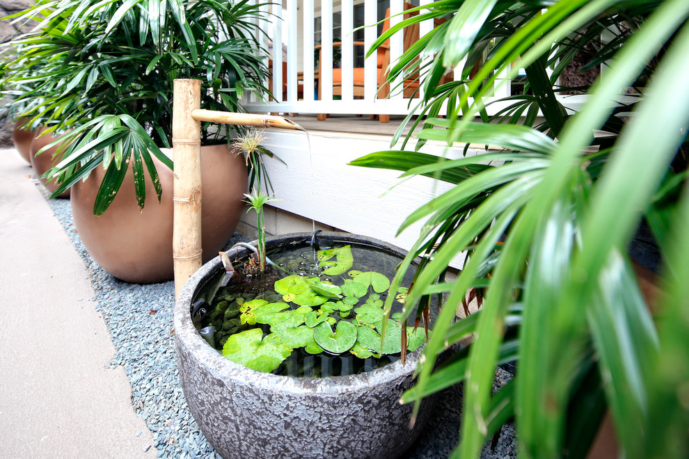 Immagine di un piccolo giardino tropicale dietro casa con un giardino in vaso