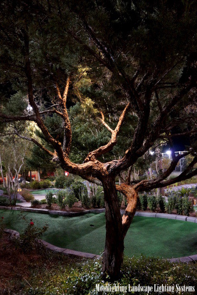 Frankie s Fun Park Of Columbia Traditional Garden Charleston