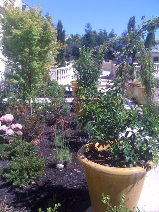Imagen de jardín clásico pequeño en primavera en patio lateral con jardín francés, jardín de macetas, exposición total al sol y gravilla