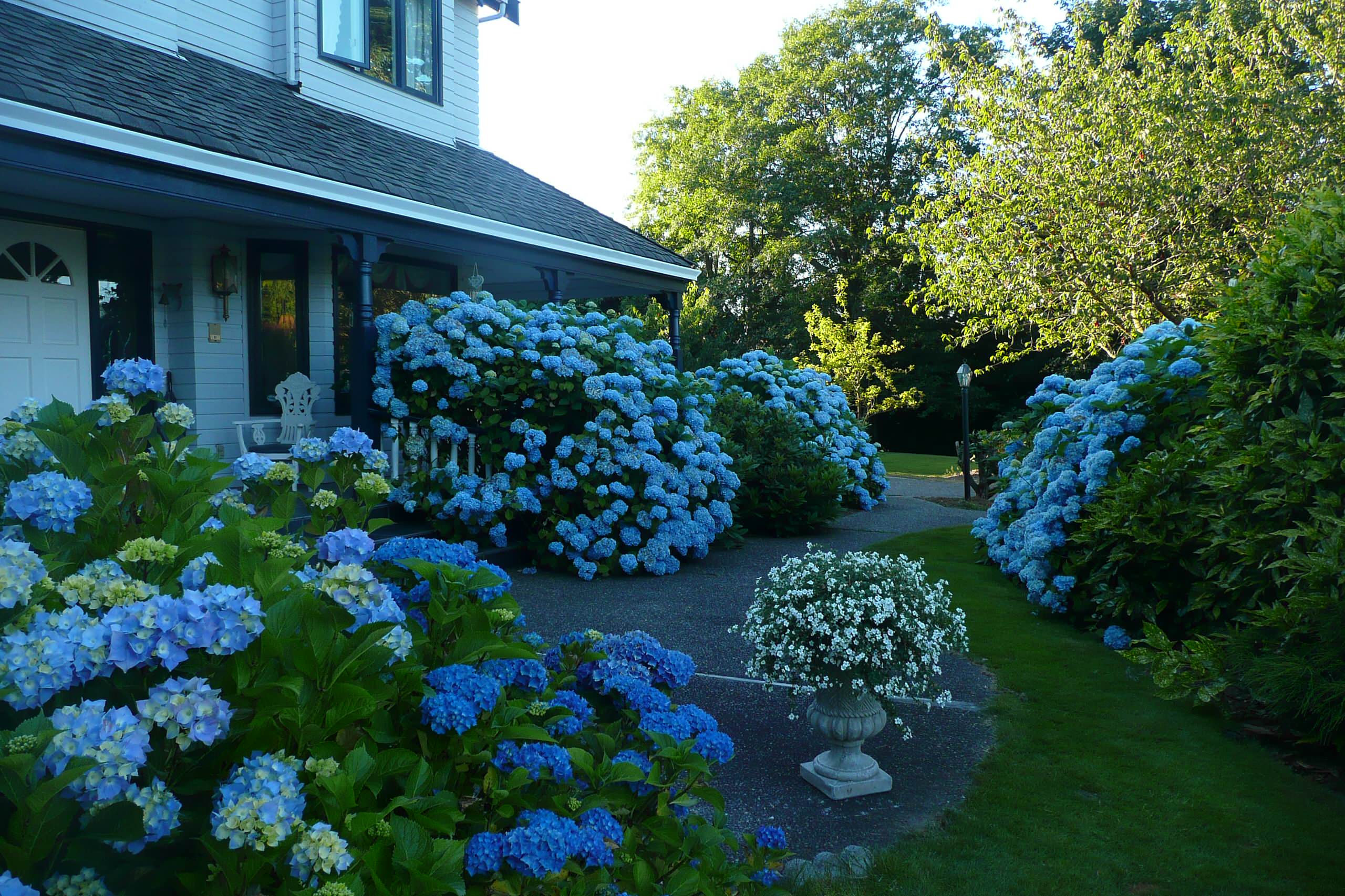 Красивые цветы перед домом. Клумбы с Крупнолистными гортензиями.
