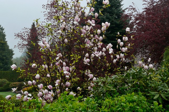 Magnolio: Cómo cuidar uno de los árboles más espectaculares del jardín. El  Magnolio grandiflora es popular por sus enormes flores magnolias blancas  pero hay otras variedades a elegir entre magnolios.
