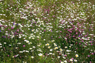 Front Ridge Residence - Klassisch - Garten - Boston - von Matthew