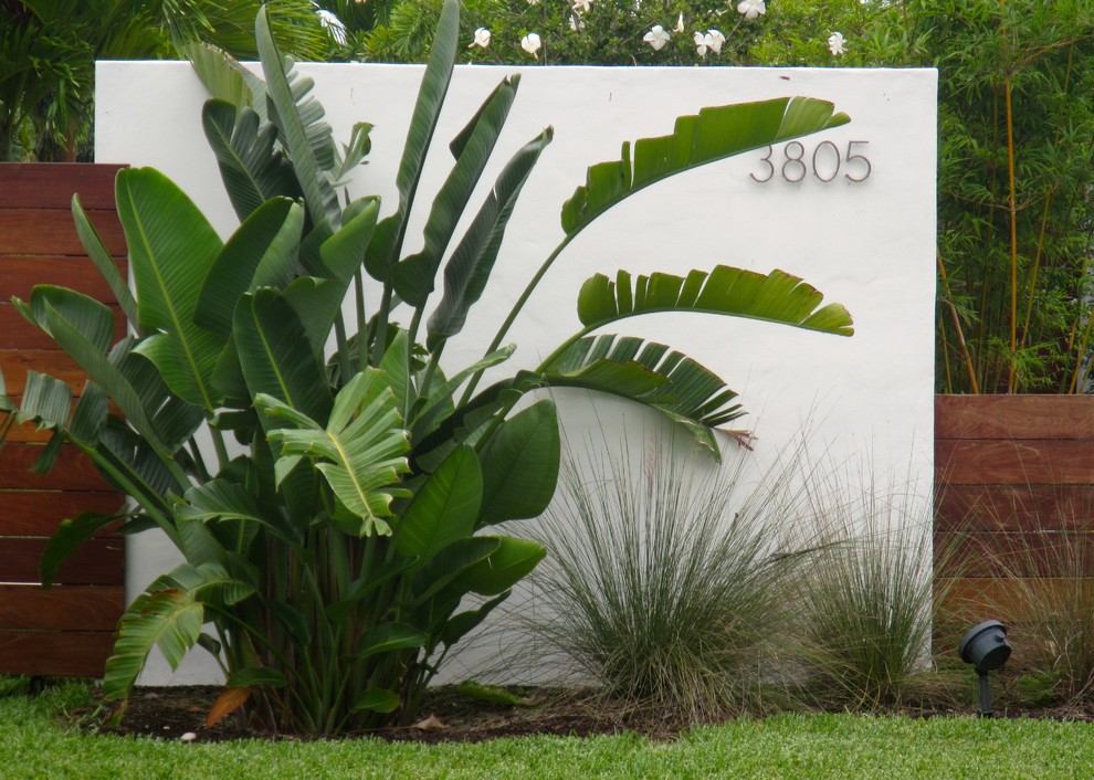 Foto di un giardino tropicale davanti casa