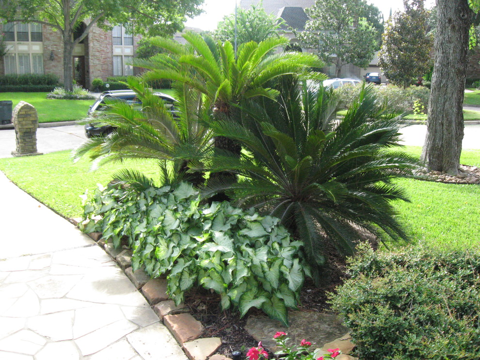 Inspiration for a tropical landscaping in Houston.