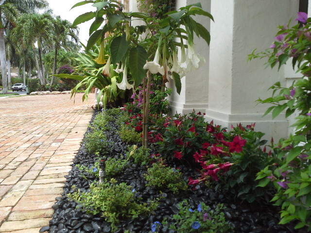 Inspiration för en stor tropisk trädgård i full sol framför huset, med en trädgårdsgång och grus