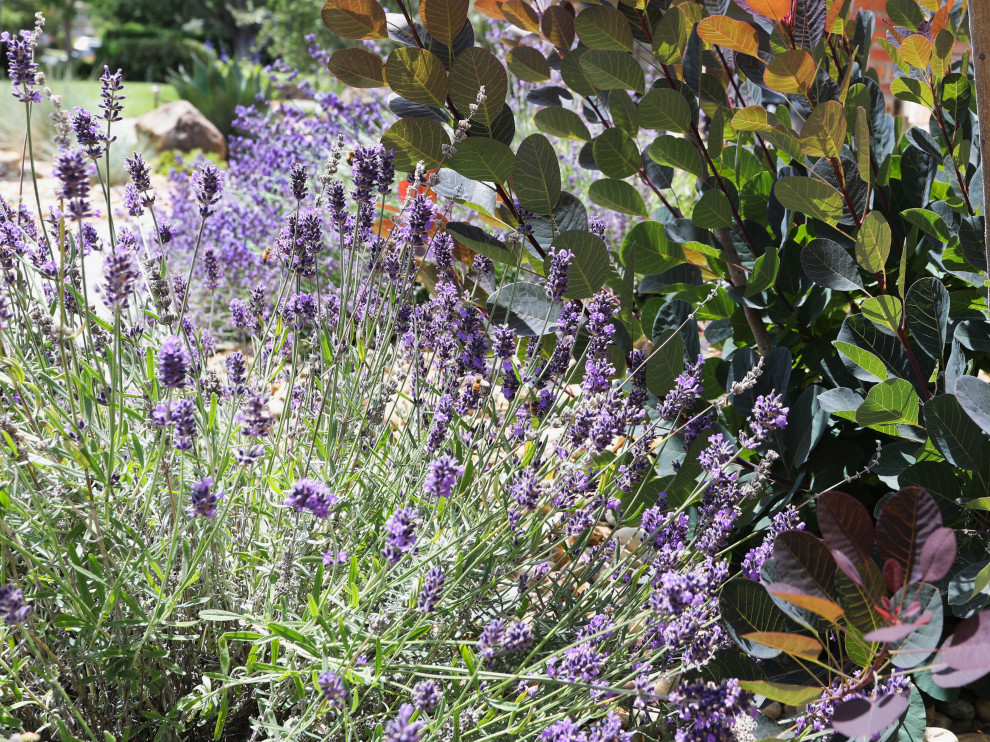 Planting Detail - Contemporary - Landscape - Sacramento - by CFLD ...