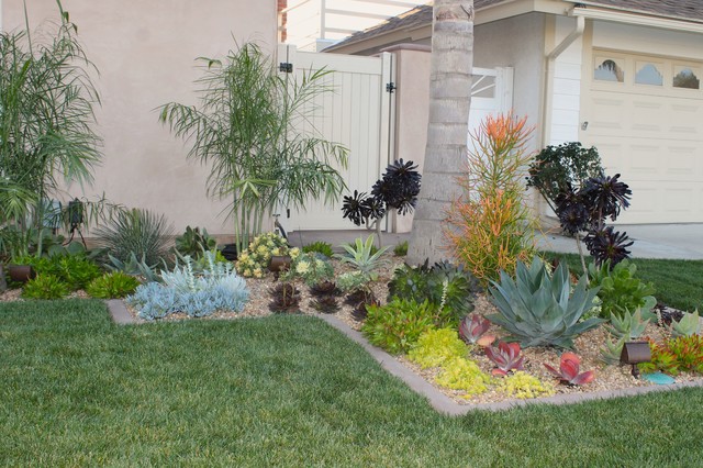 Front Yard Succulents Transitional Garden Orange County By Cool Designs For Landscapes Houzz