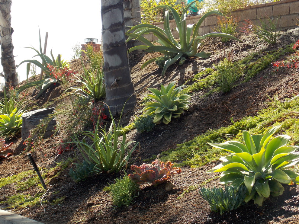 Design ideas for a coastal drought-tolerant and partial sun hillside landscaping in Orange County for spring.