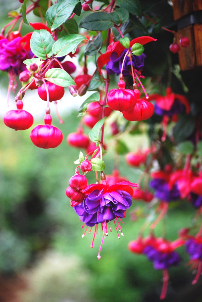 Foto di un giardino formale tradizionale in ombra in estate con un giardino in vaso
