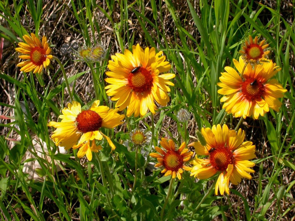 Garten in Sonstige