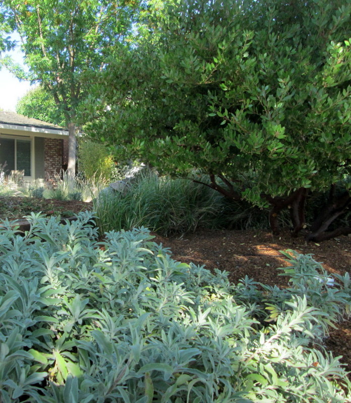 Modelo de jardín de secano en patio delantero con exposición parcial al sol y adoquines de piedra natural