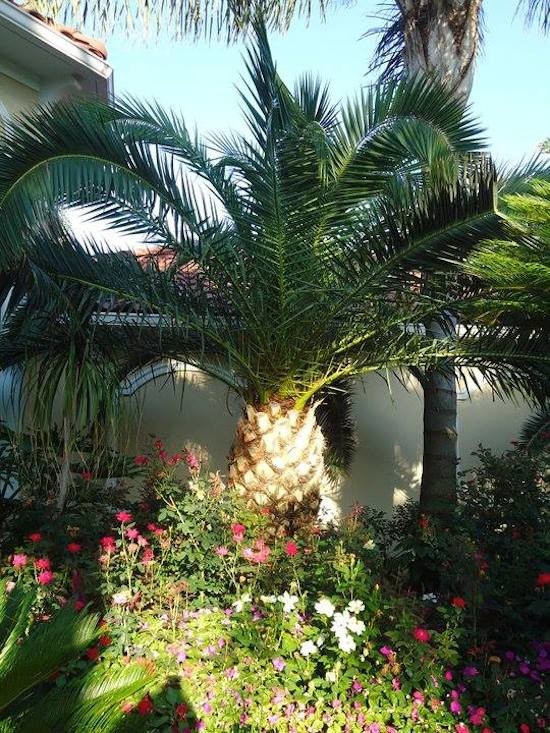 Gallery - Tropical - Landscape - Houston - by Jardina ...