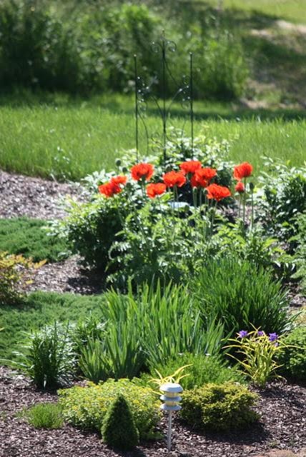 Foto de jardín actual de tamaño medio en primavera en patio trasero con jardín francés, exposición total al sol y mantillo