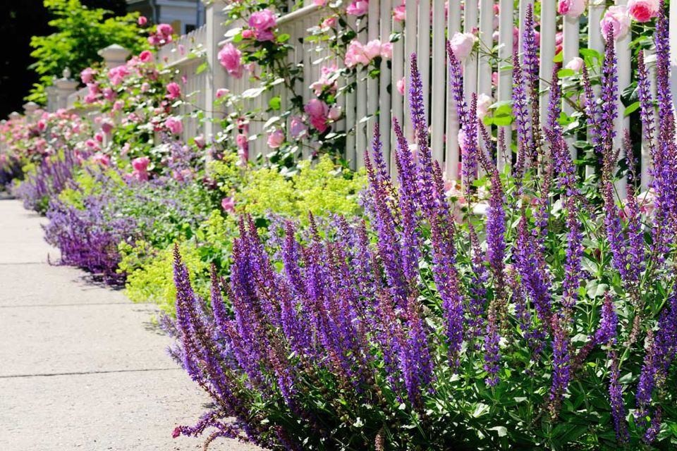 Cette image montre un jardin traditionnel.