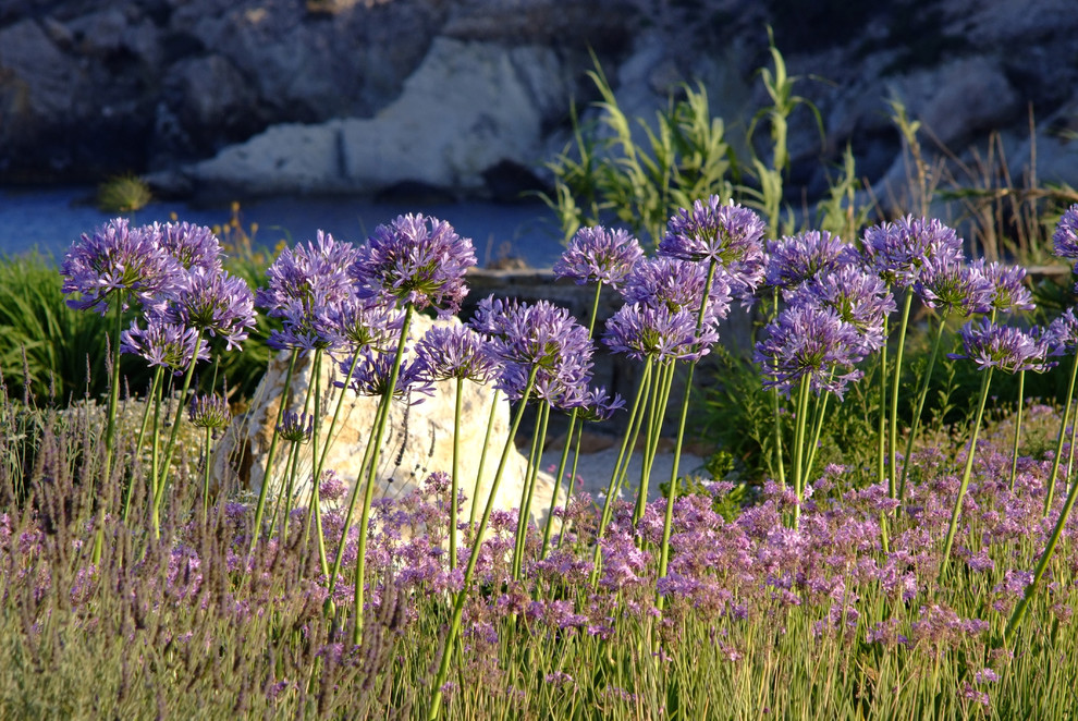 Design ideas for a mediterranean landscaping in Amsterdam.