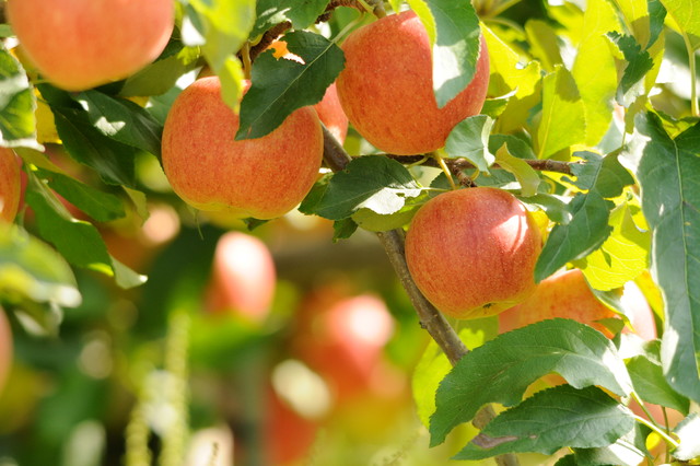 Growing apples in the home garden