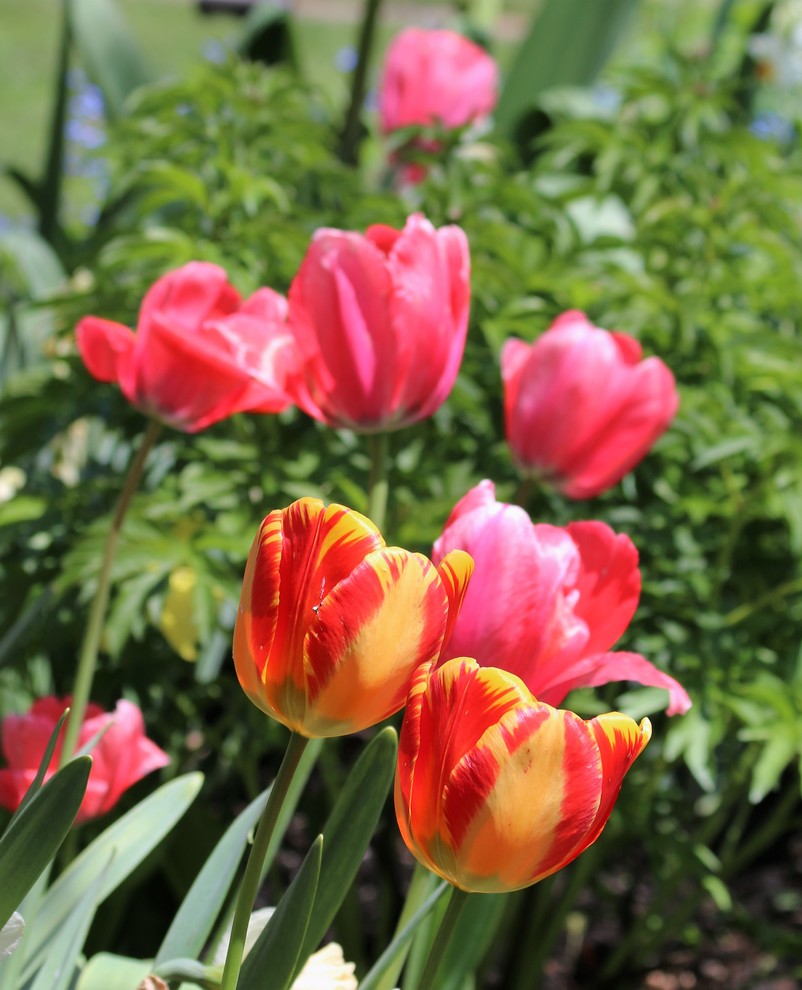 Idee per un giardino vittoriano esposto in pieno sole in primavera
