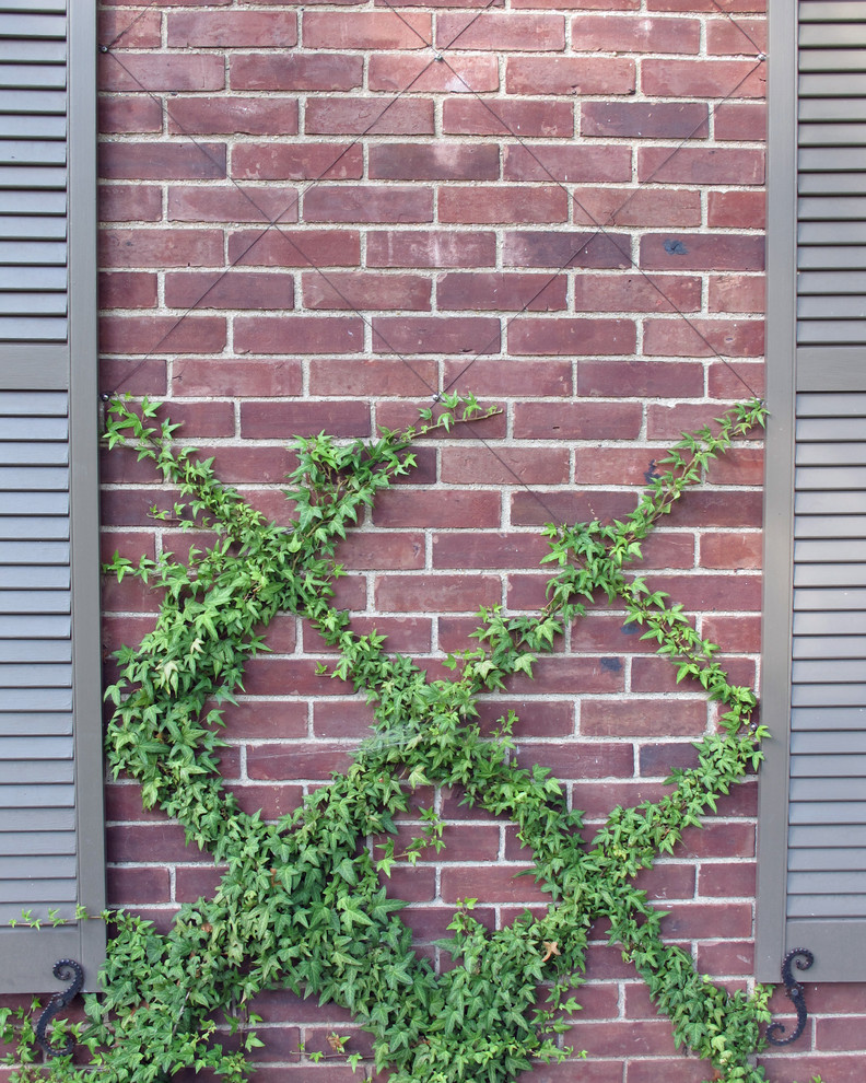 Inspiration pour un jardin vertical avant traditionnel avec une exposition partiellement ombragée.