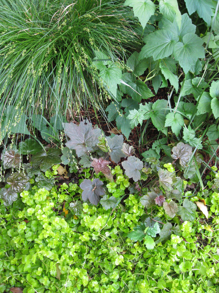 Garden Tapestry replaces mediocre lawn Rustic Landscape San