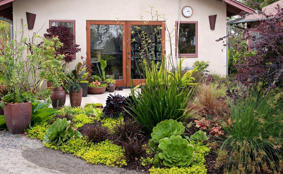 Moderner Garten hinter dem Haus mit Kübelpflanzen in San Diego
