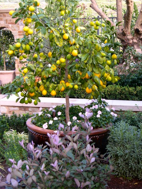 Image of Dwarf citrus tree for front yard