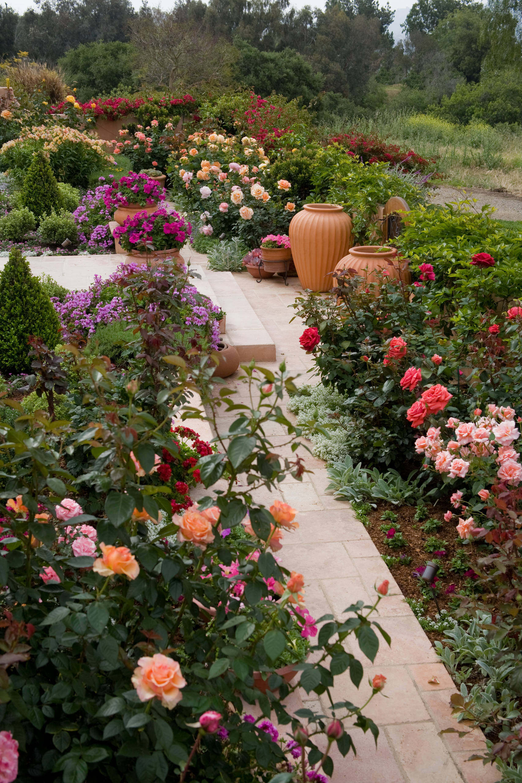 Розы в дизайне сада — где и с какими партнёрами посадить? Фото — Ботаничка