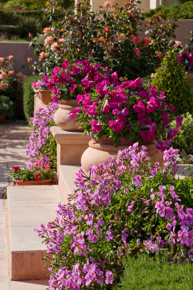 サンタバーバラにあるラグジュアリーな小さなトラディショナルスタイルのおしゃれな庭 (日向) の写真
