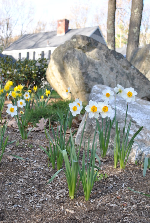 春咲き球根で庭も春支度を Houzz ハウズ