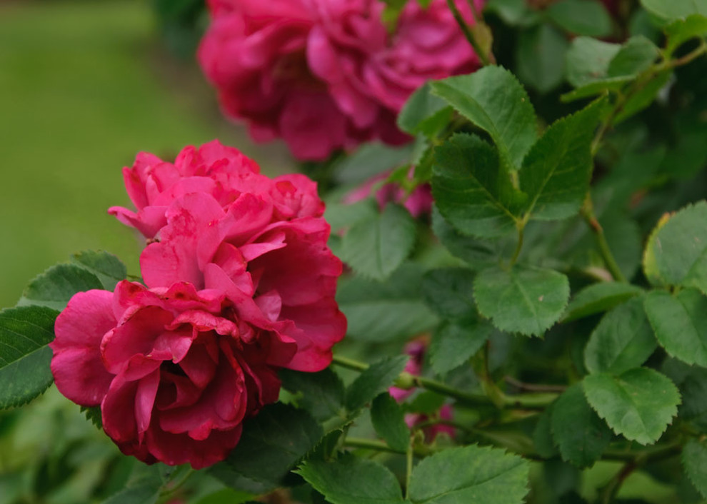 Immagine di un giardino classico