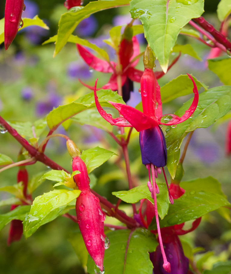 Great Plant Combinations Landscape Seattle by Le Houzz