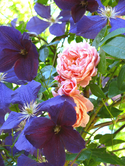 Great Garden Combo: Rose + Clematis for Small-Space Impact
