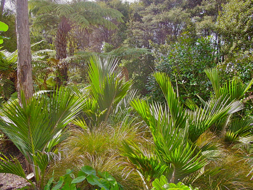 Greenhithe garden Rustic Landscape Auckland by LANZSCAPES Houzz