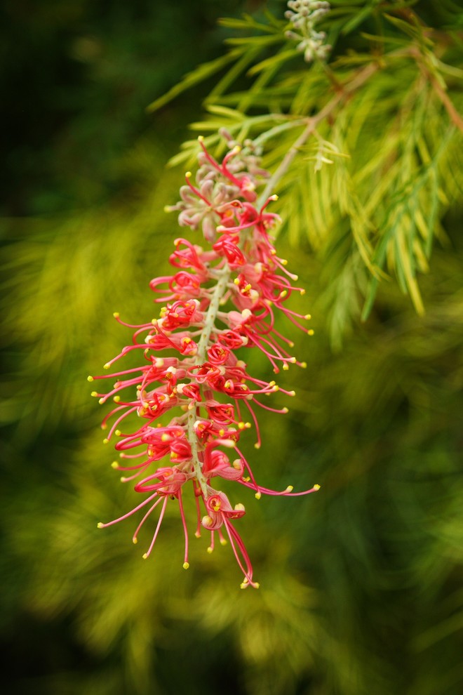 Grevillea 'Noellii' Landscape Other by Rhonda Martin Houzz