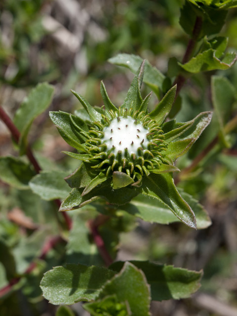 Blooming flowers of Oregon Gumplant Grindelia stricta, Channel