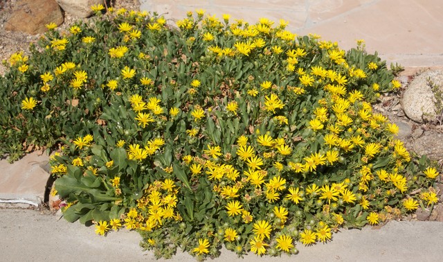 Blooming flowers of Oregon Gumplant Grindelia stricta, Channel