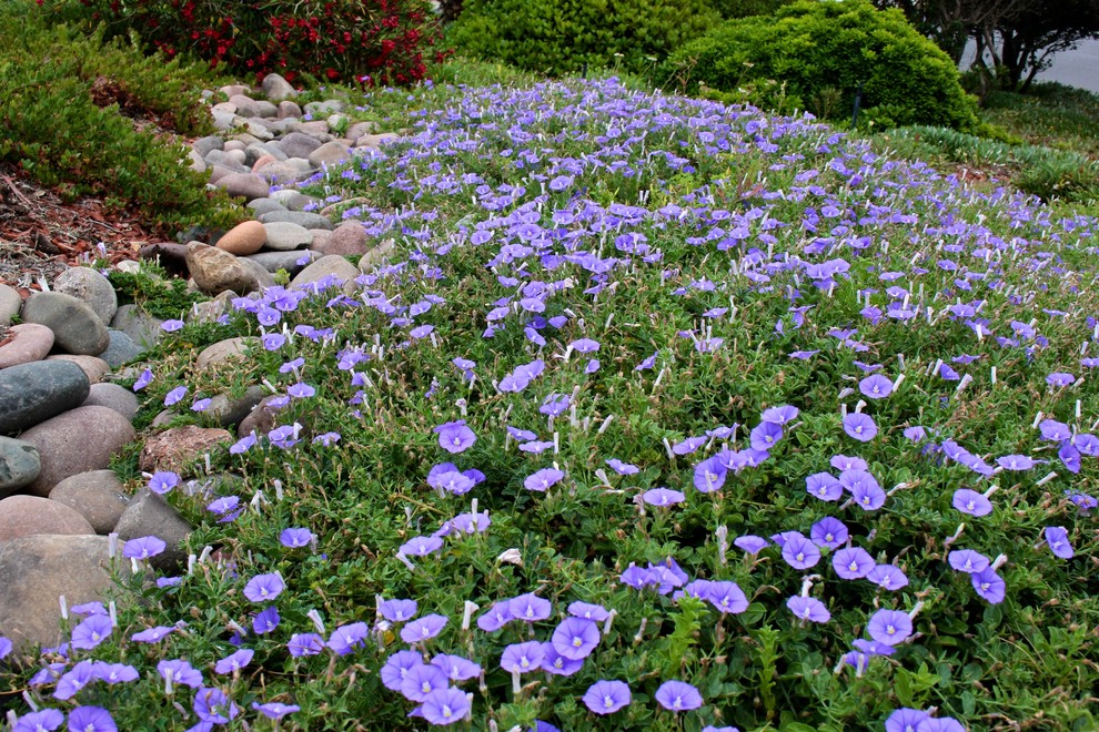 Immagine di un giardino xeriscape mediterraneo esposto in pieno sole di medie dimensioni e davanti casa in primavera con pacciame
