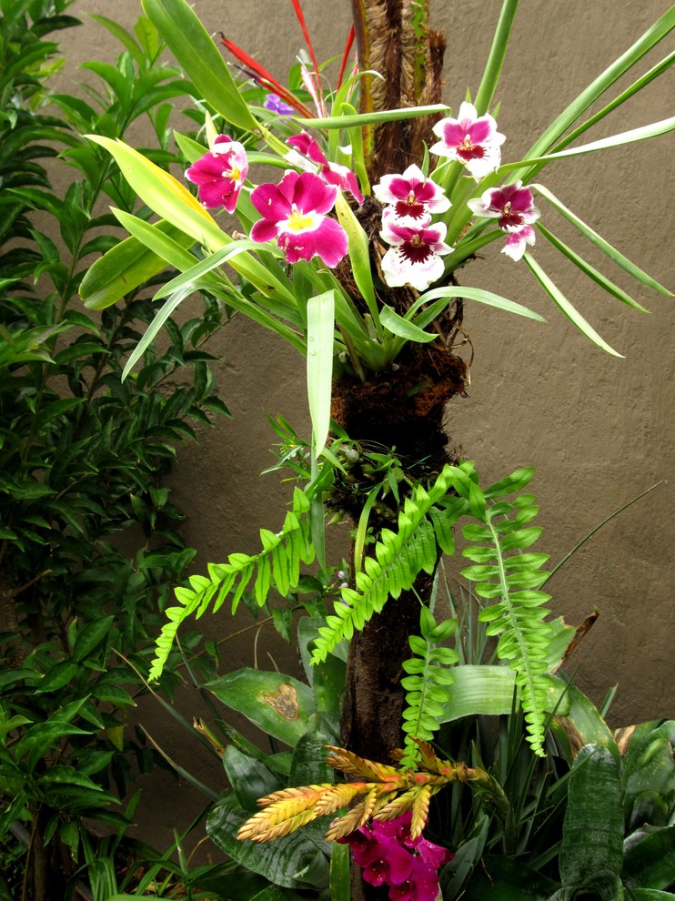 Inspiration för en tropisk trädgård