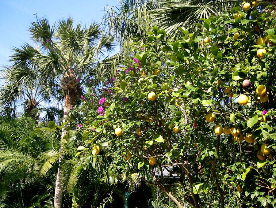 Immagine di un grande giardino tropicale esposto in pieno sole dietro casa