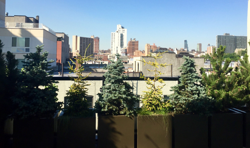 Harlem Rooftop Garden Contemporary Landscape New York by