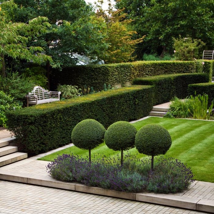 Hedges - Traditional - Landscape - Other - by King Garden Designs, Inc ...