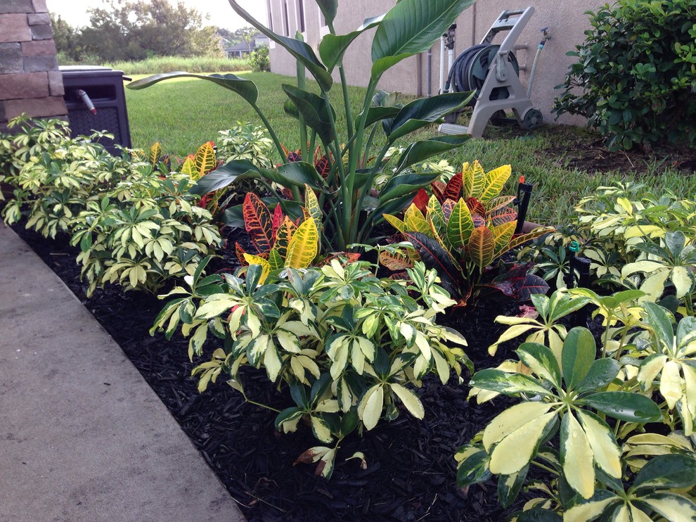 Inspiration for a tropical landscaping in Tampa.