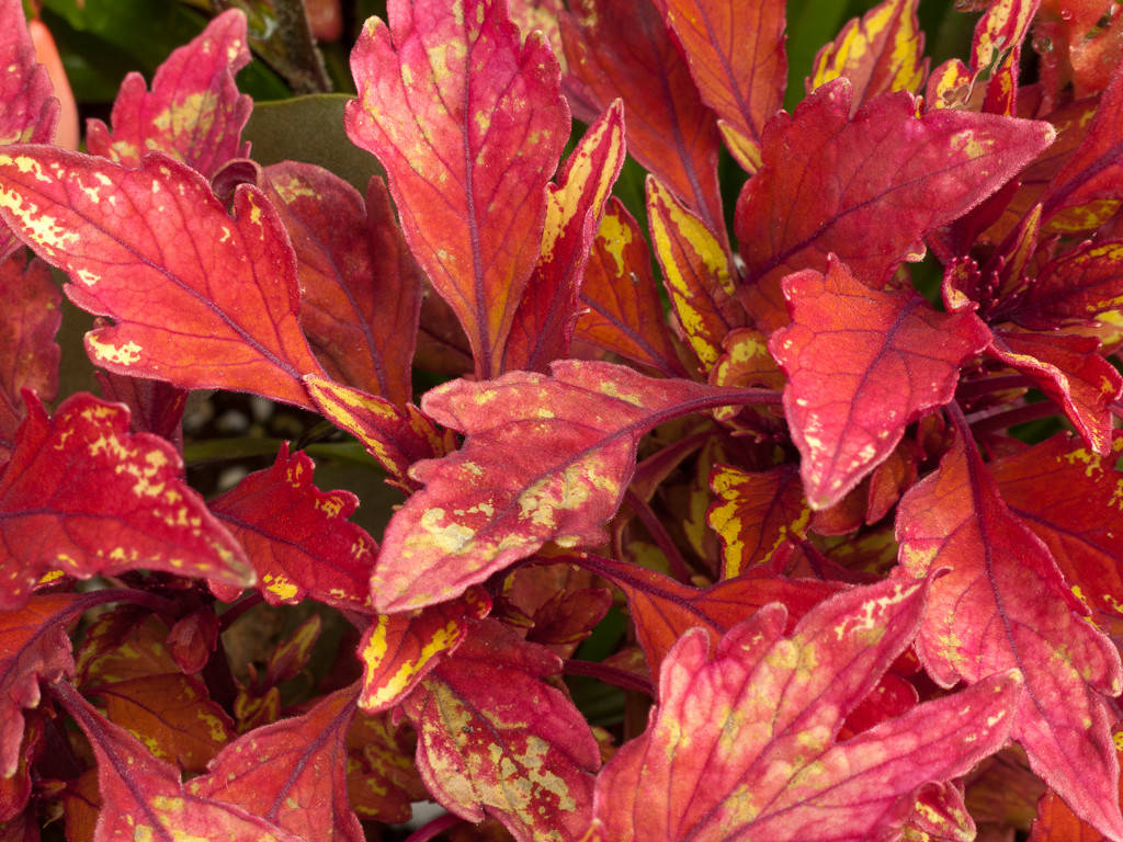 Домашний цветок с разноцветными листьями (73 фото)