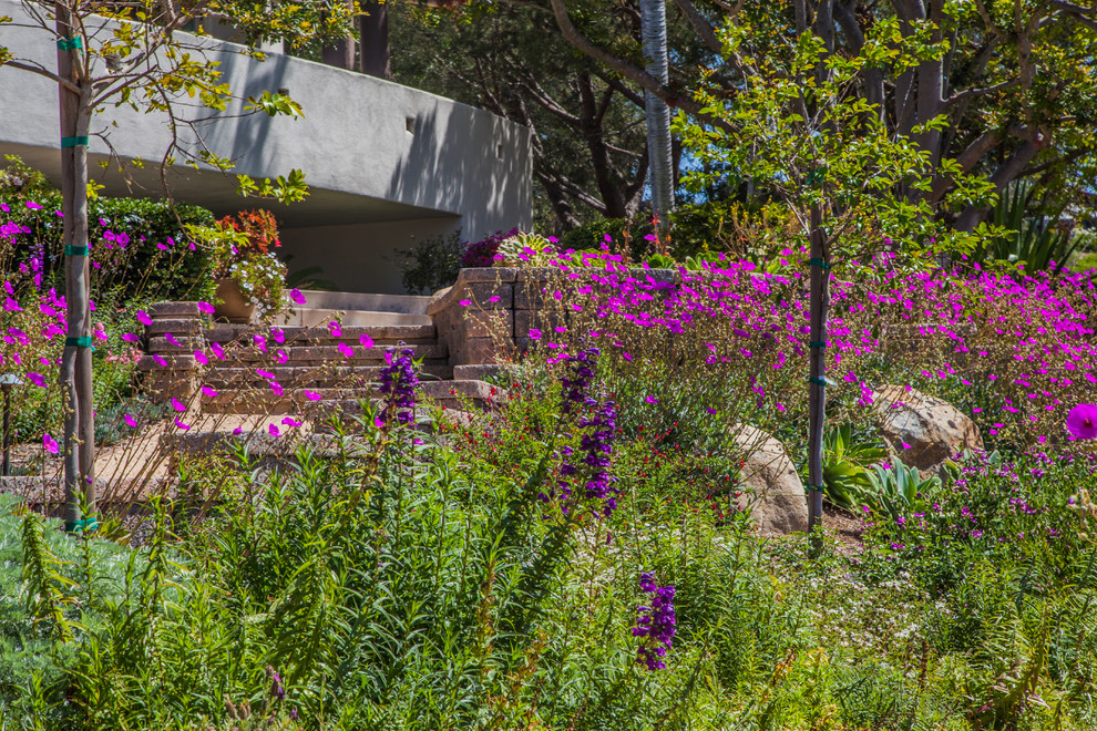 Immagine di un giardino xeriscape mediterraneo esposto in pieno sole in estate con un muro di contenimento, un pendio, una collina o una riva e ghiaia