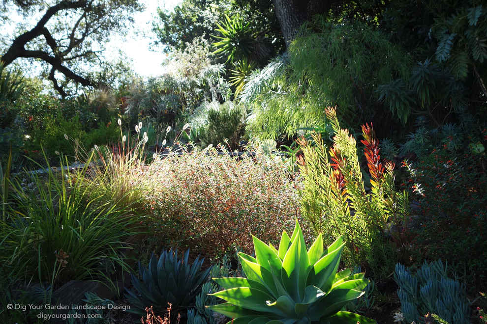 サンフランシスコにある巨大な、秋の地中海スタイルのおしゃれな庭 (ゼリスケープ) の写真