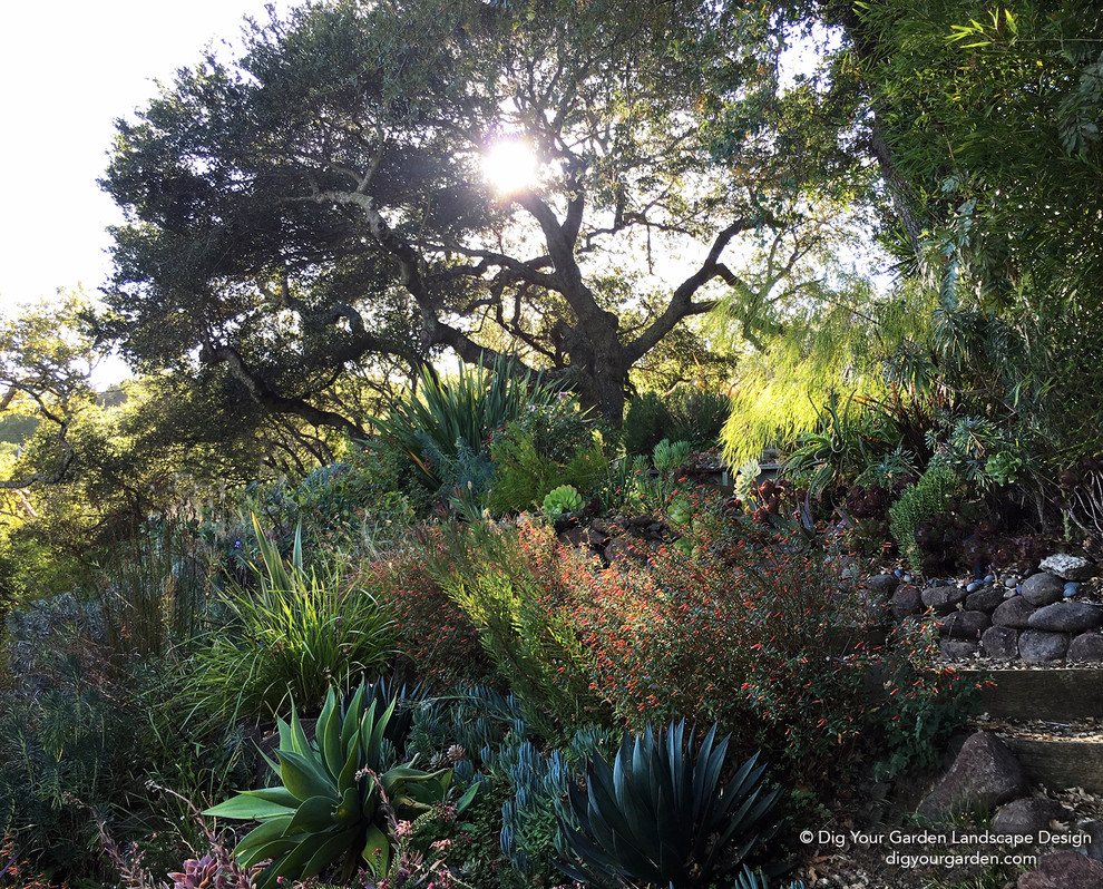 Immagine di un ampio giardino xeriscape mediterraneo esposto a mezz'ombra in autunno con un ingresso o sentiero, un pendio, una collina o una riva e pavimentazioni in pietra naturale