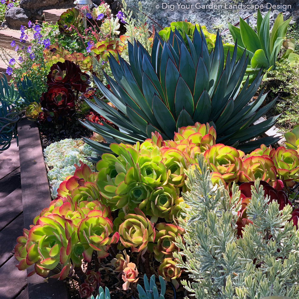 Kleiner Garten im Winter, hinter dem Haus mit Gehweg, direkter Sonneneinstrahlung und Dielen in San Francisco