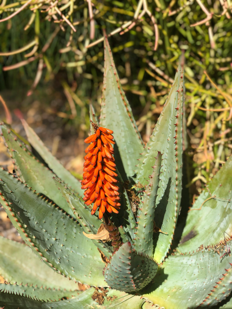 This is an example of a modern garden in Los Angeles.