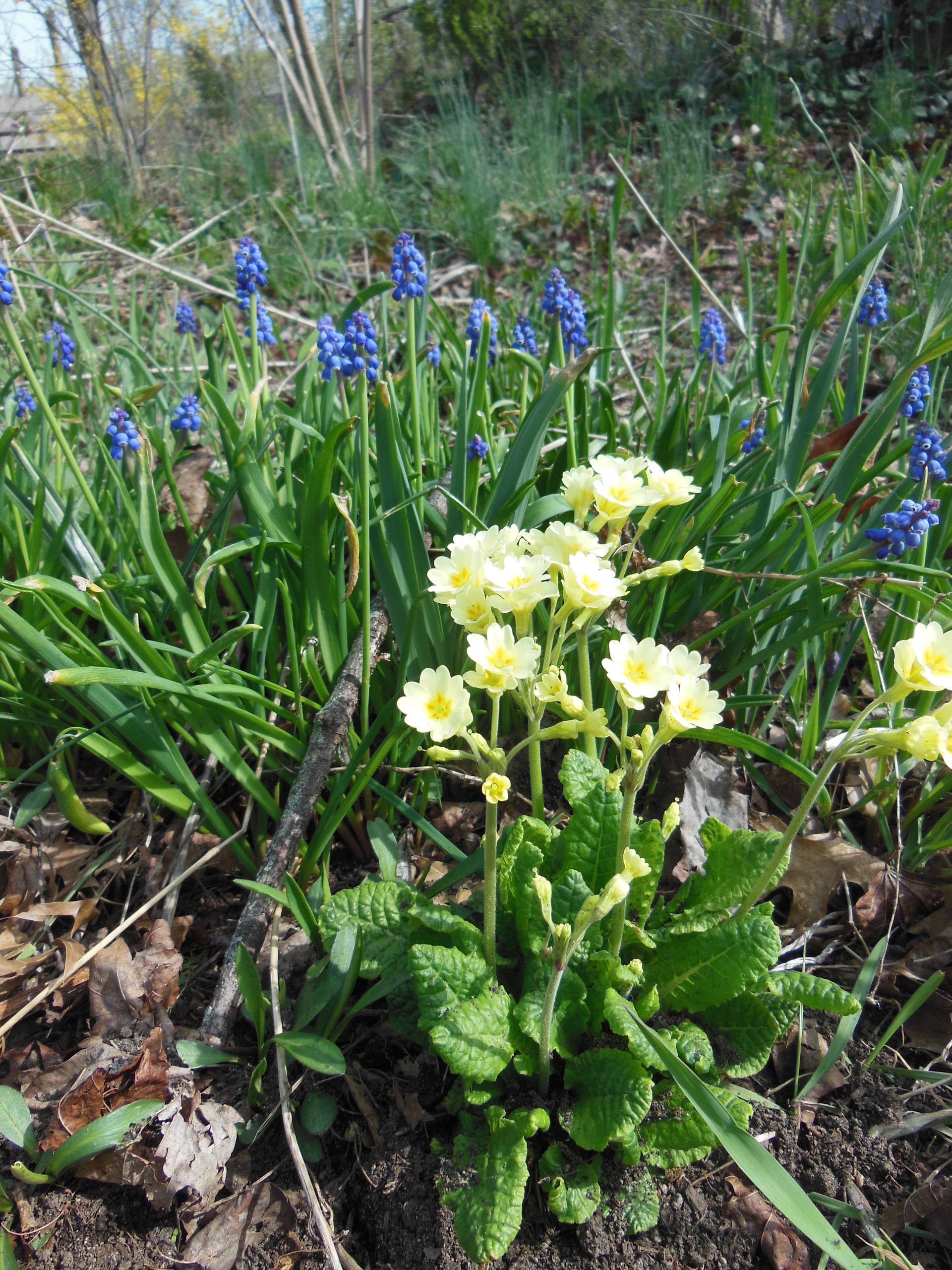 Примула – посадка и уход, фото и сорта многолетней садовой примулы,  размножение и подкормка | Houzz Россия