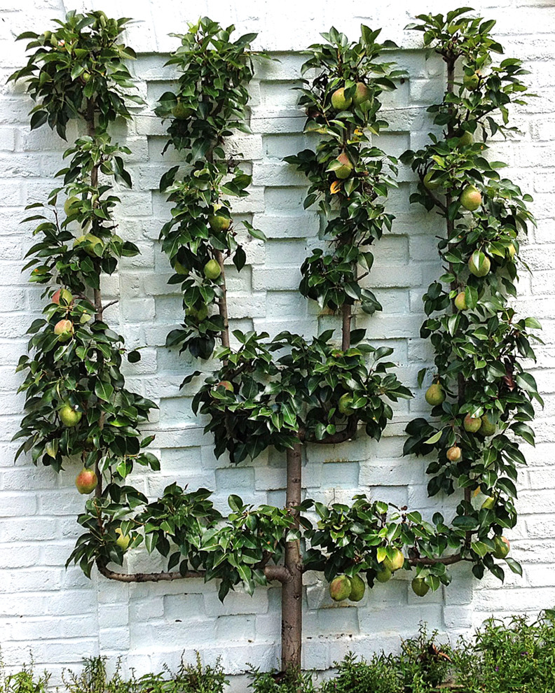 Home Orchards Espalier Fruit Trees Traditional Landscape Other
