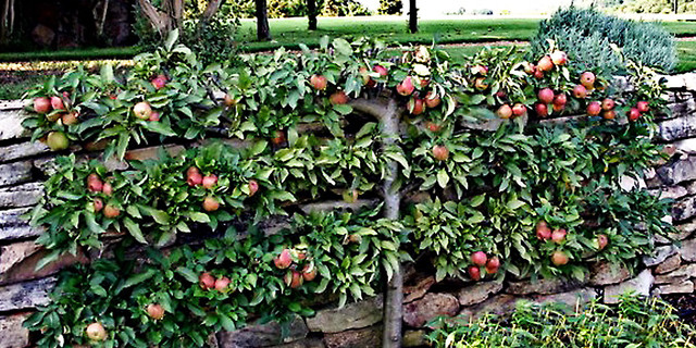 Home Orchards - Espalier Fruit Trees - Traditional - Landscape - Other - by  River Road Farms | Houzz